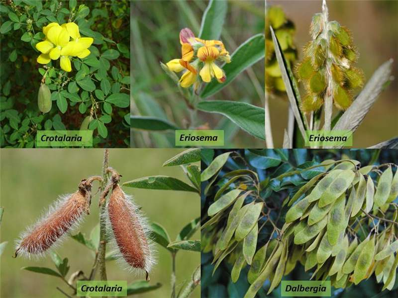 What Is Fabaceae Family